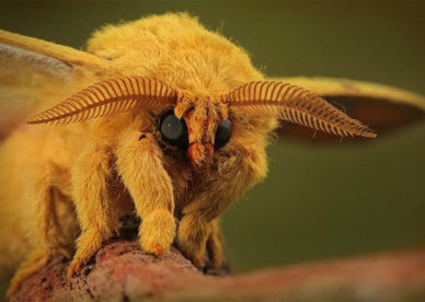سبحان الله صور عجيبة وغريبة لحشرات صغيرة عن قرب -عالم الصور
